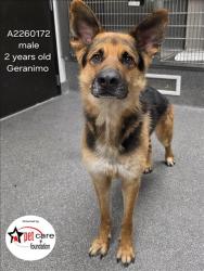 Shelter Stray Male Dog last seen , 3201 Lacy St, Los Angeles, CA 90031, USA