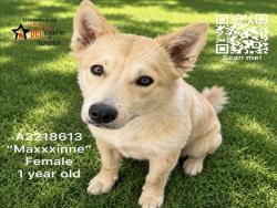 Shelter Stray Female Dog last seen , 3201 Lacy St, Los Angeles, CA 90031, USA