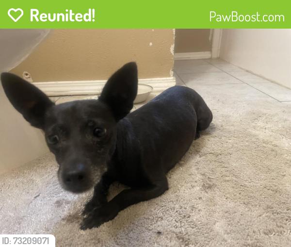 Reunited Female Dog last seen Handley neighborhood, Fort Worth, TX 76112