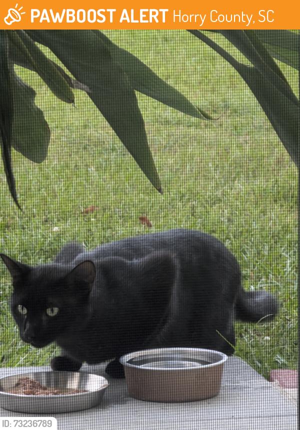 Found/Stray Unknown Cat last seen Mahogany drive, Murrells inlet sc, Horry County, SC 29576