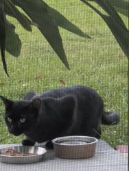 Found/Stray Unknown Cat last seen Mahogany drive, Murrells inlet sc, Horry County, SC 29576