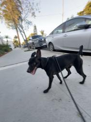 Reunited Male Dog last seen Ohio Ave and 7th St, Long Beach, CA 90804