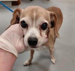 Shelter Stray Male Dog last seen W RAMONA EXPY/LAKE PARK DR, SAN JACINTO CA 92582, 581 S Grand Ave, San Jacinto, CA 92582, USA