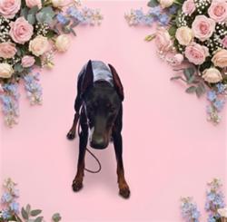 Shelter Stray Female Dog last seen , 1850 W 60th St, Los Angeles, CA 90047, USA