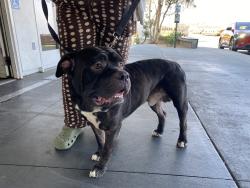 Shelter Stray Male Dog last seen , 1850 W 60th St, Los Angeles, CA 90047, USA