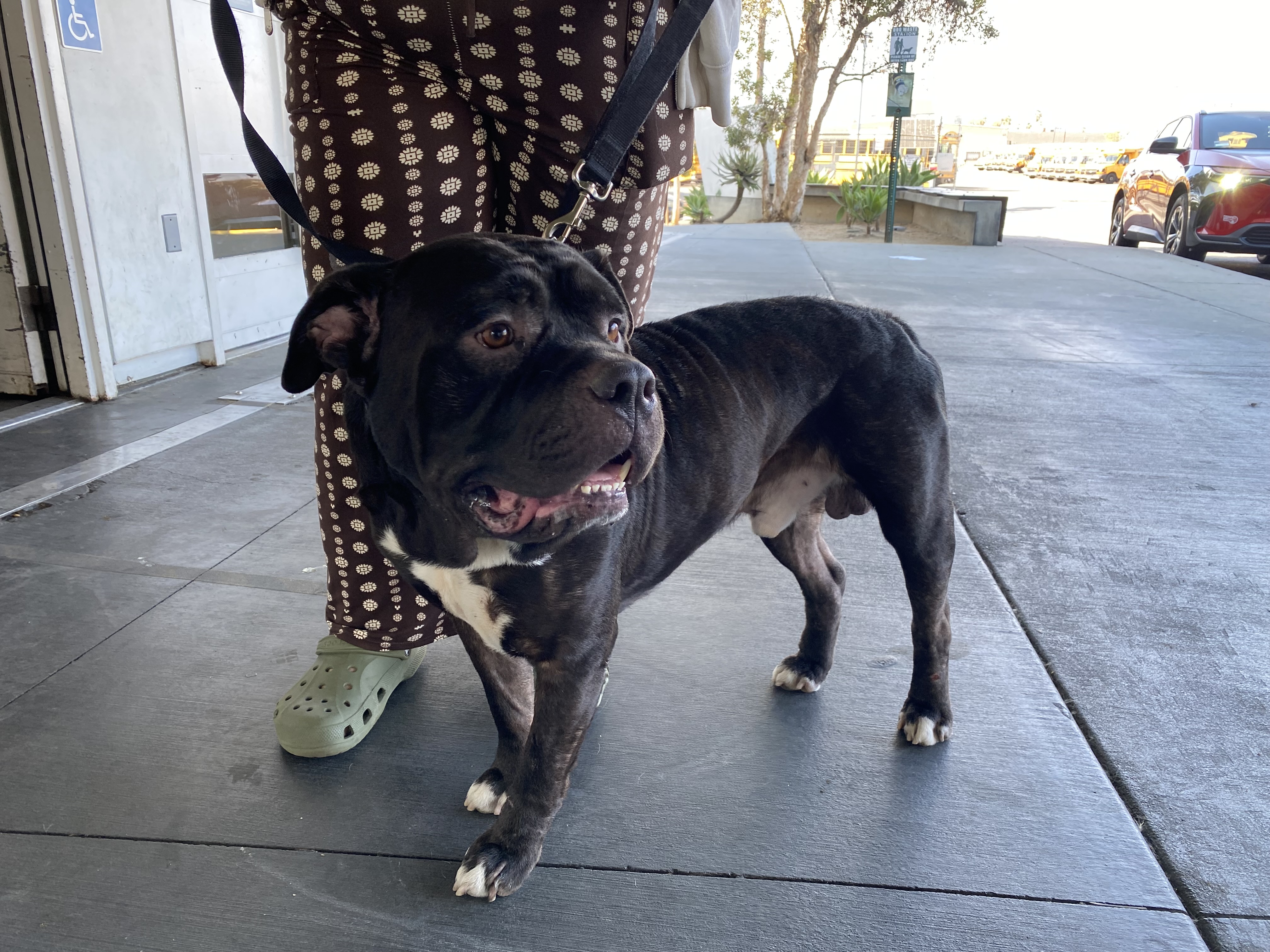 Shelter Stray Male Dog last seen , 1850 W 60th St, Los Angeles, CA 90047, USA