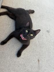 Found/Stray Female Cat last seen mallorf point, Auburn, WA 98002