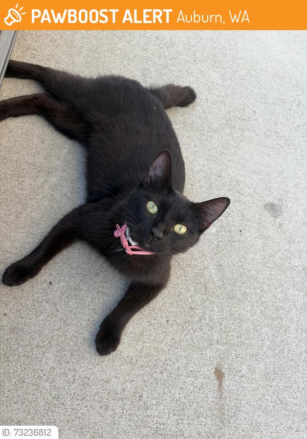Found/Stray Female Cat last seen mallorf point, Auburn, WA 98002