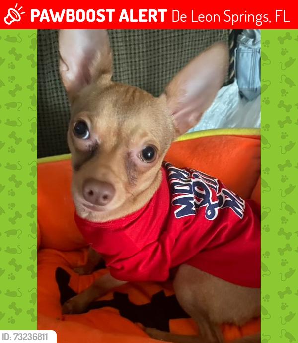 Lost Male Dog last seen Cortez ave Deleon spring fl 32130, De Leon Springs, FL 32130