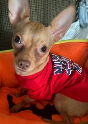 Lost Male Dog last seen Cortez ave Deleon spring fl 32130, De Leon Springs, FL 32130