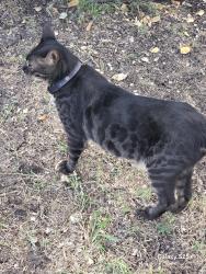 Lost Male Cat last seen Near e centerville rd garland texas, Garland, TX 75041