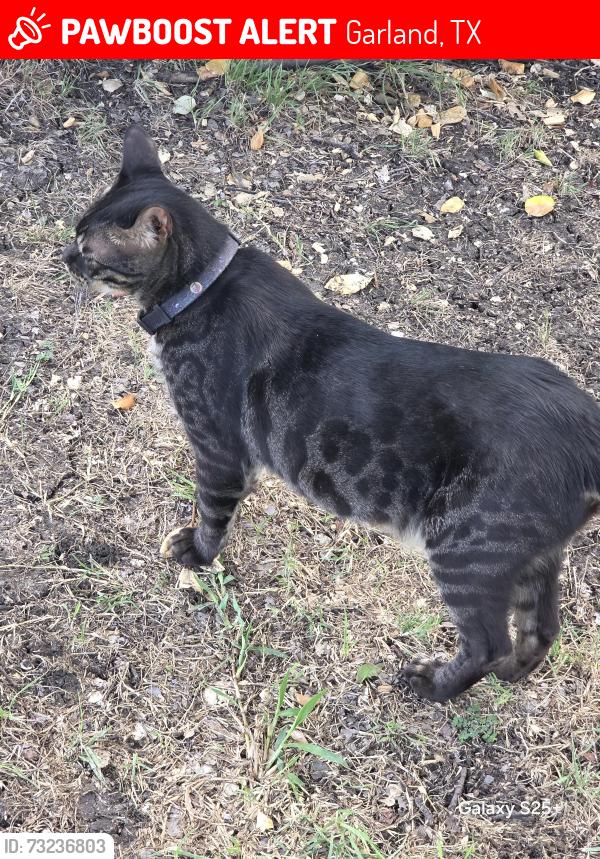 Lost Male Cat last seen Near e centerville rd garland texas, Garland, TX 75041