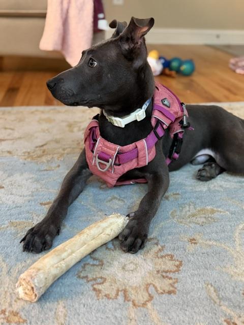 Shelter Stray Male Dog last seen CHARLOTTE, 8315 Byrum Dr, Charlotte, NC 28217, USA