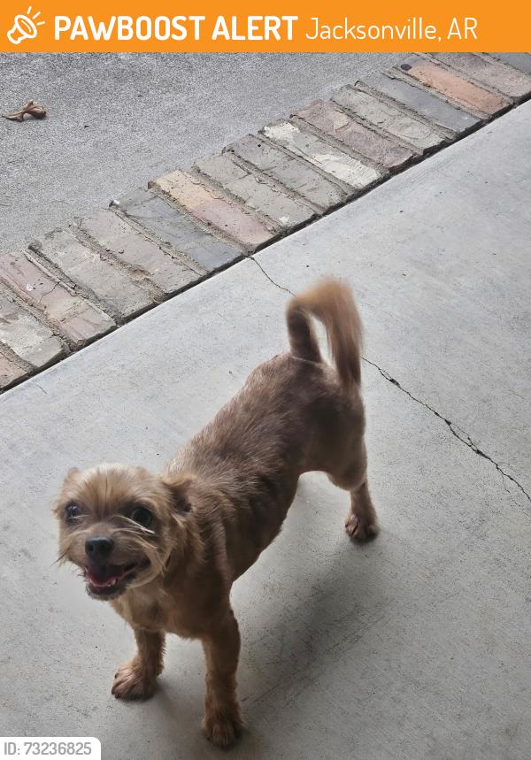 Found/Stray Unknown Dog last seen Ridge Road, Jacksonville, AR 72076