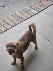 Found/Stray Unknown Dog last seen Ridge Road, Jacksonville, AR 72076