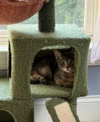 Shelter Stray Male Cat last seen CHARLOTTE, 8315 Byrum Dr, Charlotte, NC 28217, USA