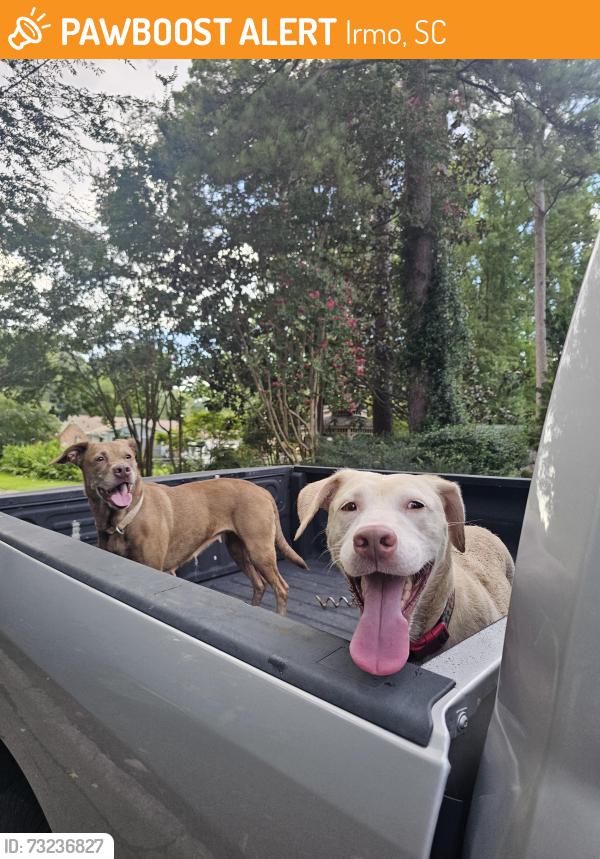Found/Stray Female Dog last seen Grantham street, Irmo, SC 29063