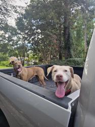 Found/Stray Female Dog last seen Grantham street, Irmo, SC 29063