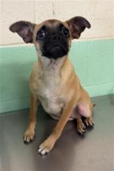 Shelter Stray Female Dog last seen CENTER PKWY & COSUMNES RIVER BLVD, 2127 Front St, Sacramento, CA 95818, USA
