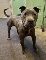 Shelter Stray Male Dog last seen 16TH ST & D ST, 2127 Front St, Sacramento, CA 95818, USA