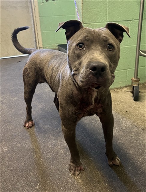 Shelter Stray Male Dog last seen 16TH ST & D ST, 2127 Front St, Sacramento, CA 95818, USA