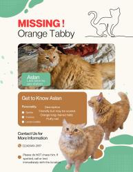 Reunited Male Cat last seen Near IL-83, Bensenville, IL 60106, Bensenville, IL 60106