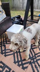 Found/Stray Female Dog last seen Cornvalley, Arlington, TX 76017