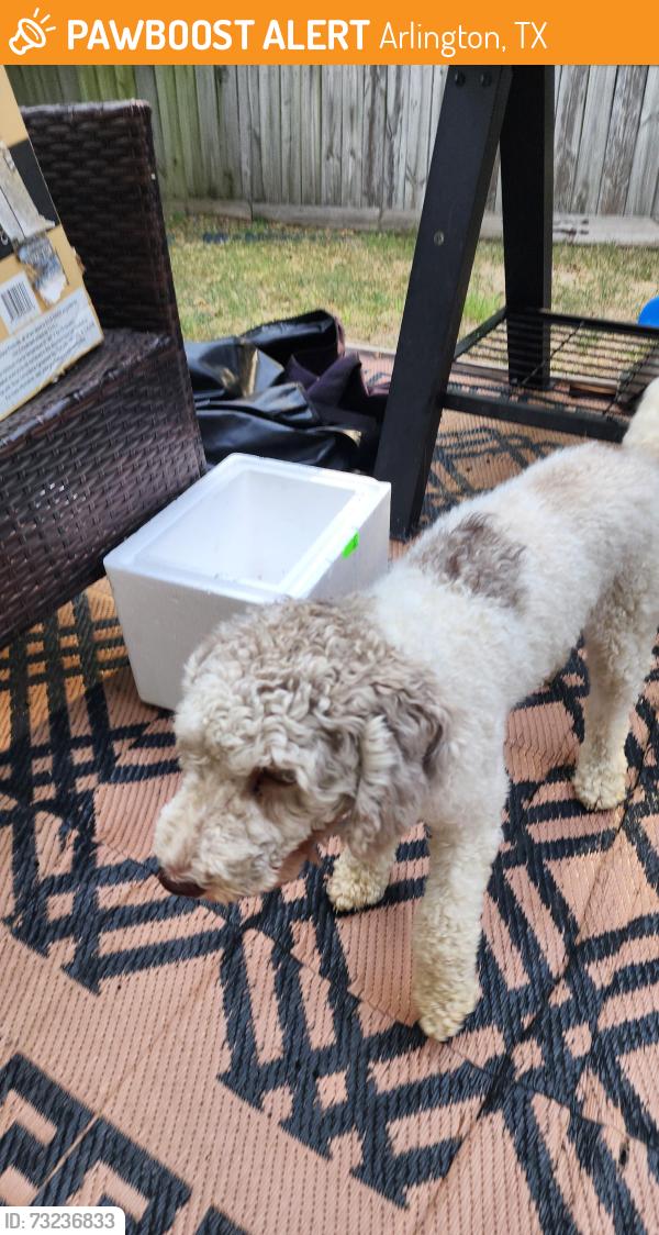 Found/Stray Female Dog last seen Cornvalley, Arlington, TX 76017