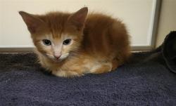 Shelter Stray Male Cat last seen Near BLOCK W BAYAUD AVE, DENVER CO 80223, 1241 W Bayaud Ave, Denver, CO 80223, USA