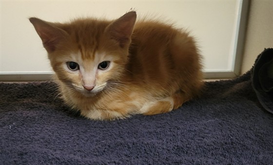 Shelter Stray Male Cat last seen Near BLOCK W BAYAUD AVE, DENVER CO 80223, 1241 W Bayaud Ave, Denver, CO 80223, USA