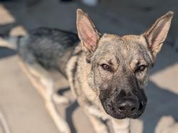 Shelter Stray Male Dog last seen Near BLOCK E OLMSTED DR, DENVER CO 80239, 1241 W Bayaud Ave, Denver, CO 80223, USA