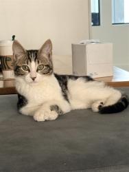Shelter Stray Male Cat last seen Near BLOCK W BAYAUD AVE, DENVER CO 80223, 1241 W Bayaud Ave, Denver, CO 80223, USA