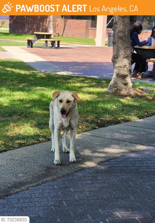 Found/Stray Female Dog last seen Across from MLK hosp, Los Angeles, CA 90059