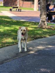 Found/Stray Female Dog last seen Across from MLK hosp, Los Angeles, CA 90059