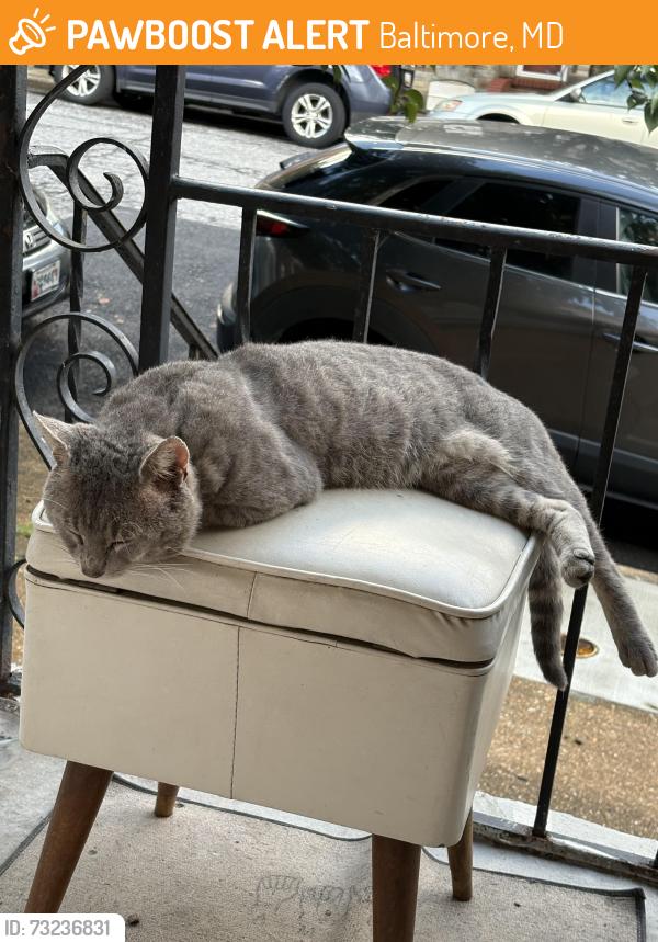 Found/Stray Male Cat last seen Sidney Ave and Manokin St, Baltimore, MD 21230
