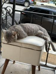 Found/Stray Male Cat last seen Sidney Ave and Manokin St, Baltimore, MD 21230