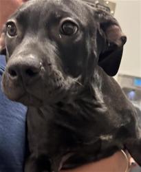 Shelter Stray Male Dog last seen Near BLOCK LARCUS AVE, BAKERSFIELD CA 93307, 3951 Fruitvale Ave, Bakersfield, CA 93308, USA