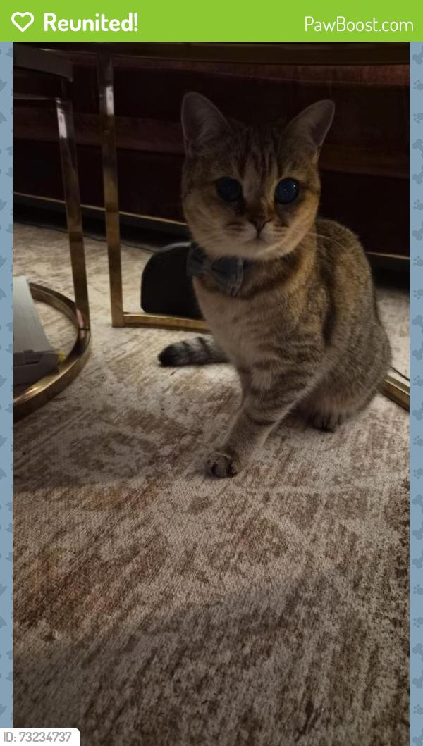 Reunited Male Cat last seen Bamford Way, , England OL11