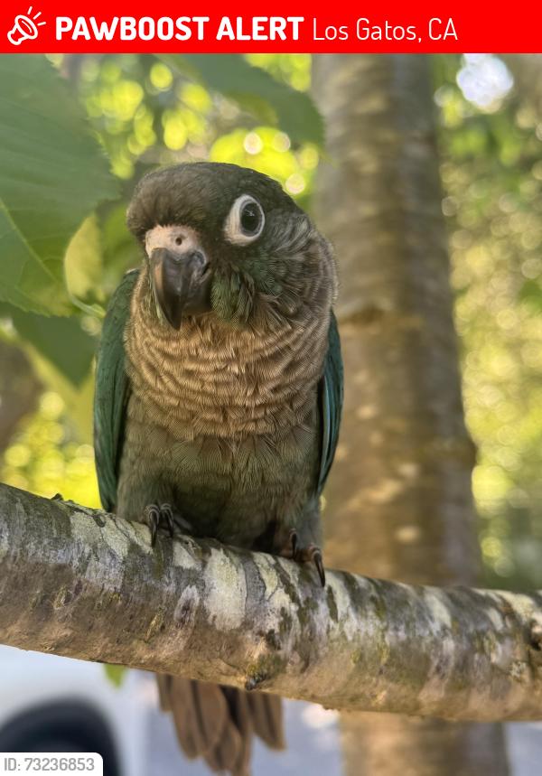 Lost Female Bird last seen Blossom Hill Road and Larga Vista Drive, Los Gatos, CA 95032