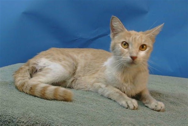 Shelter Stray Female Cat last seen , 216 W Victoria St, Gardena, CA 90248, USA