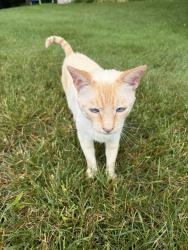 Reunited Unknown Cat last seen Phillips Road, Webster, NY 14580