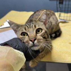 Shelter Stray Male Cat last seen Miller Creek Rd, MISSOULA COUNTY, MT, 5930 U.S. Hwy 93 S, Missoula, MT 59804, USA