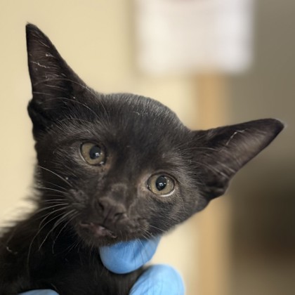 Shelter Stray Male Cat last seen Dowling Rd/ Junction Rd, City of College Station, TX, 5359 Leonard Rd, Bryan, TX 77807, USA