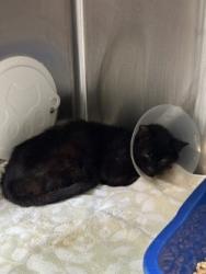 Shelter Stray Male Cat last seen VEG, Oakland,, 1101 29th Ave, Oakland, CA 94601, USA