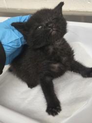 Shelter Stray Male Cat last seen High and San Leandro St, Oakland, CA, 1101 29th Ave, Oakland, CA 94601, USA