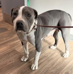 Shelter Stray Female Dog last seen Near Heritage Road, San Diego, CA, 92154, 5500 Gaines St, San Diego, CA 92110, USA