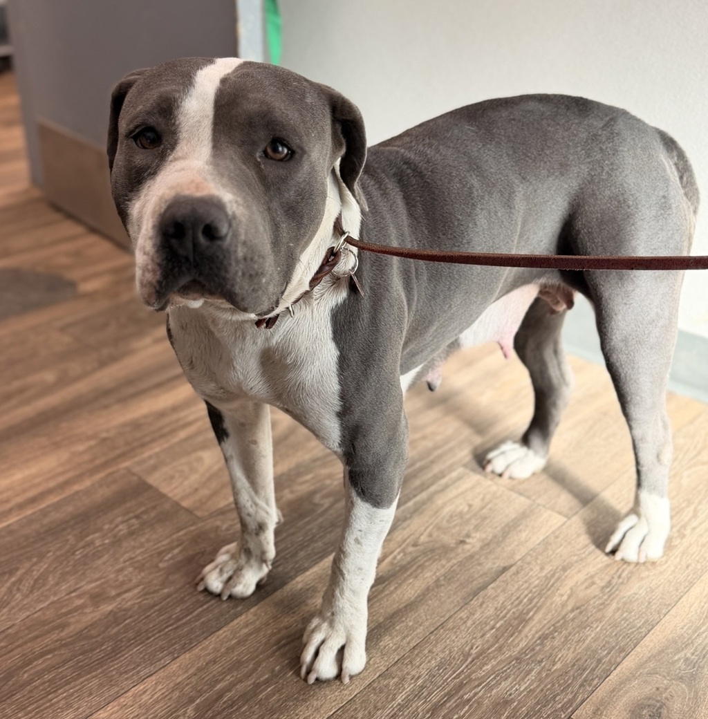 Shelter Stray Female Dog last seen Near Heritage Road, San Diego, CA, 92154, 5500 Gaines St, San Diego, CA 92110, USA