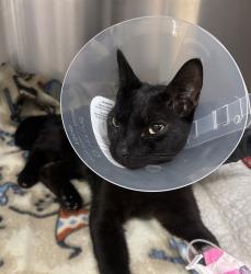 Shelter Stray Male Cat last seen Near S Midway Drive, Escondido, CA, 92027, Escondido, CA 92027, USA