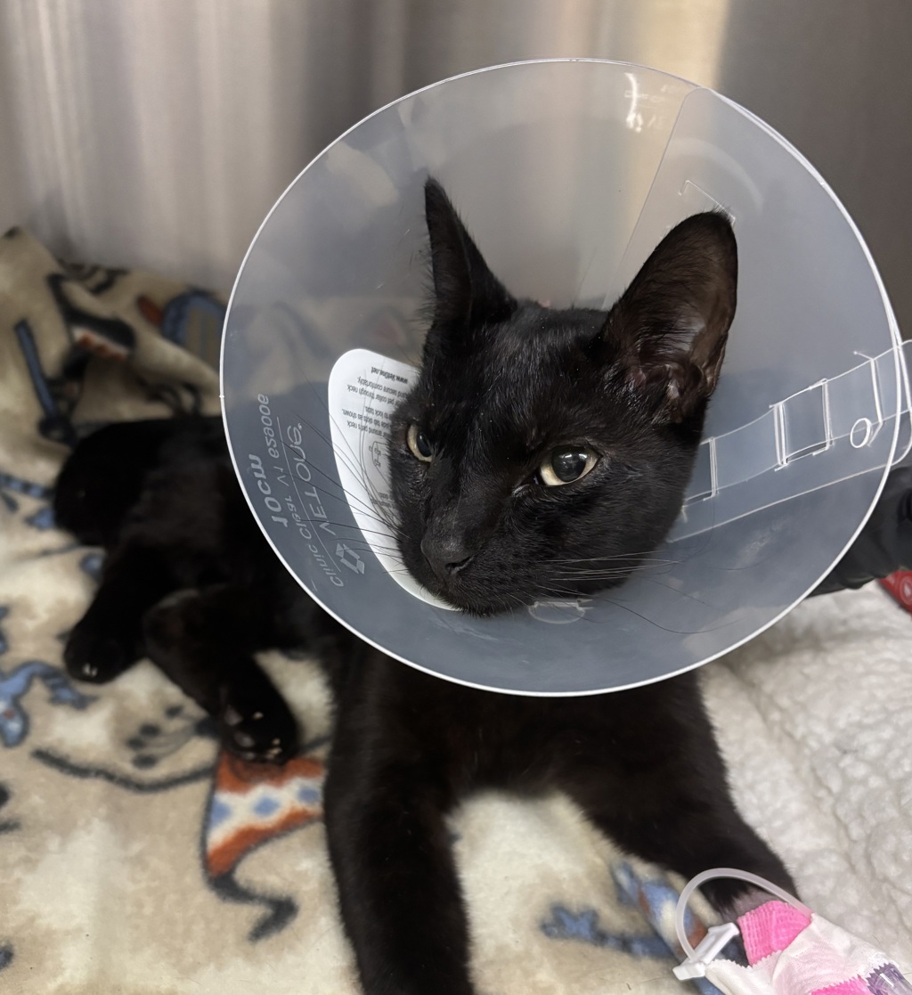Shelter Stray Male Cat last seen Near S Midway Drive, Escondido, CA, 92027, Escondido, CA 92027, USA