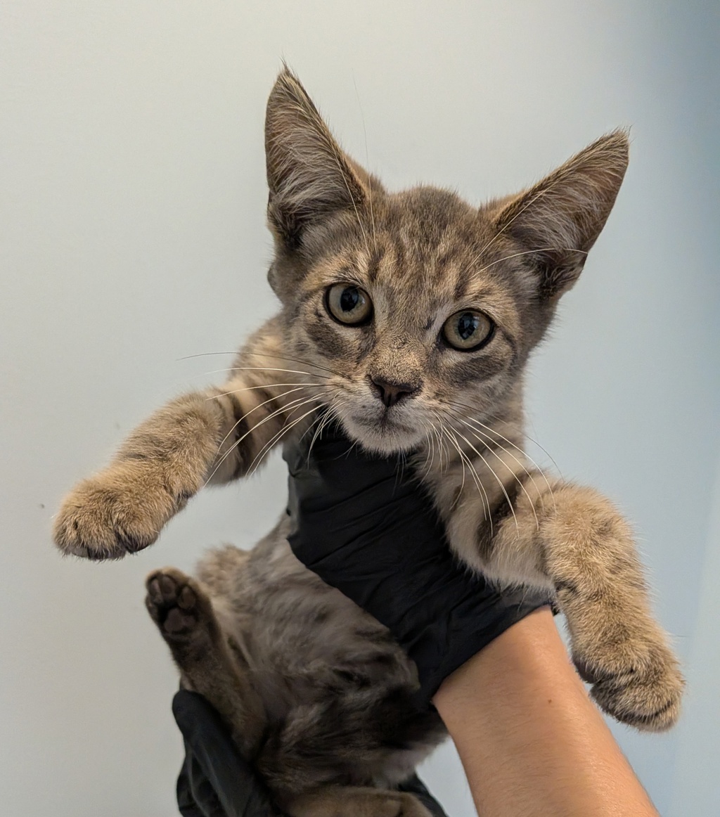 Shelter Stray Male Cat last seen Near Market Street, San Diego, CA, 92114, 5500 Gaines St, San Diego, CA 92110, USA